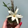 dendrobium moniliforme kimaru 